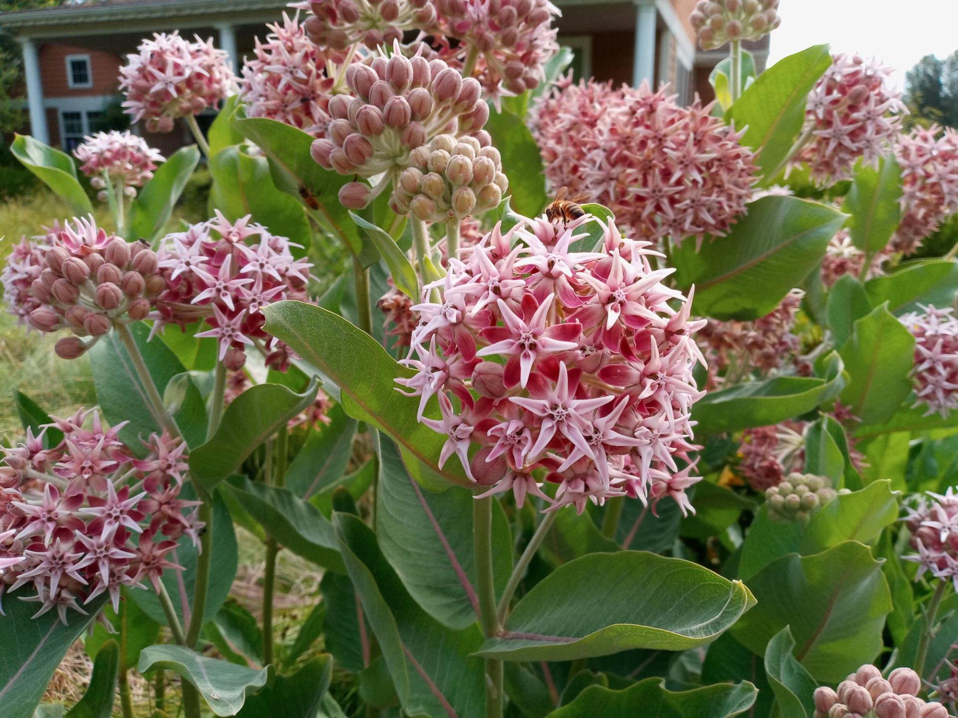 Milkweed