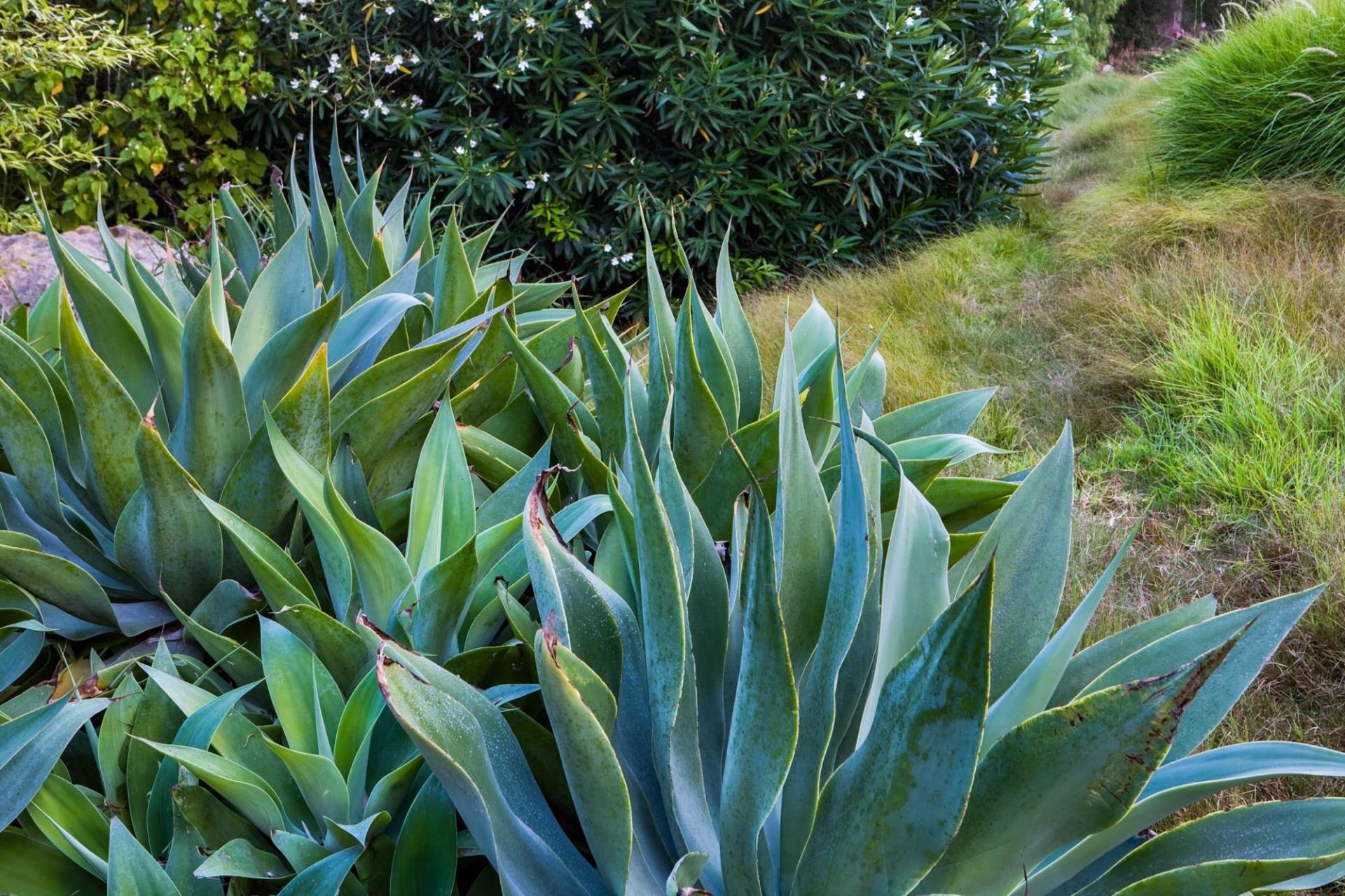 Fox Tail Agave