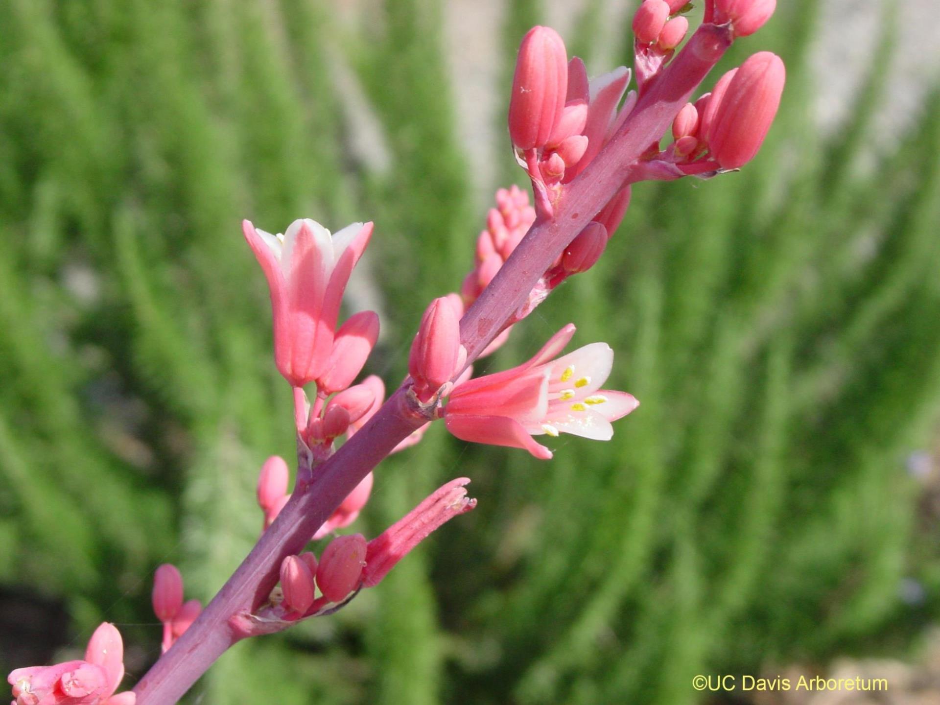 Red Yucca