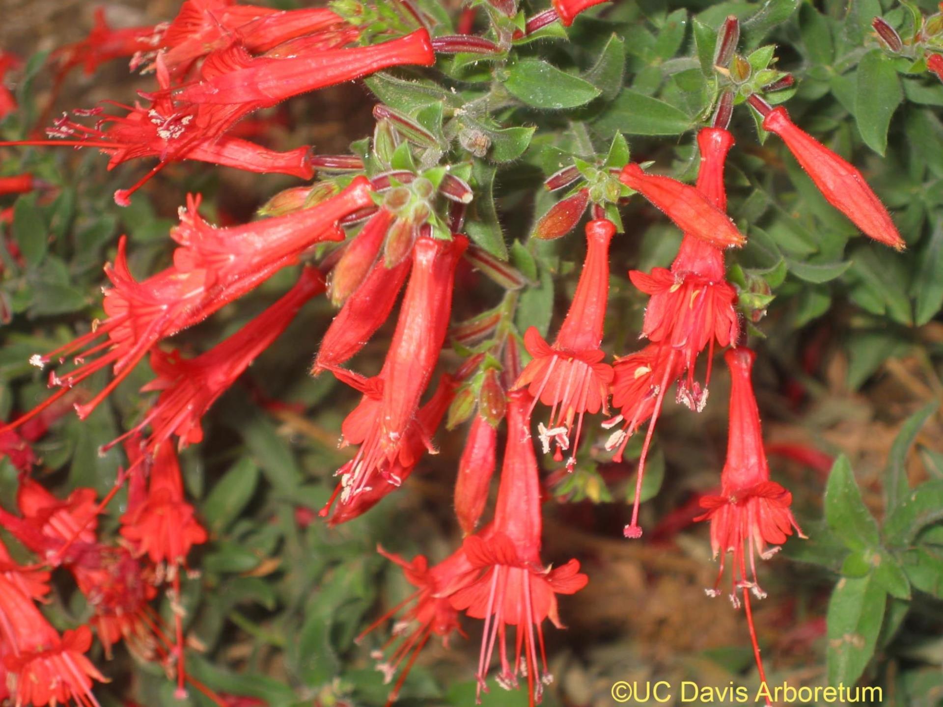 California Fuchsia