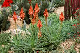 Aloe Spp