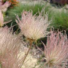 Apache Plume