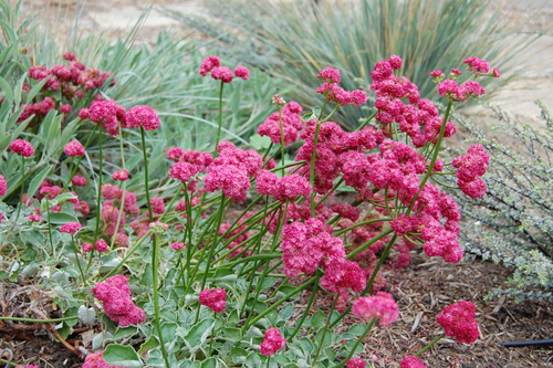 San Miguel Island Buckwheat